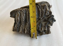 Load image into Gallery viewer, Woolly Mammoth Tooth Fossil. #7 Extinct Genuine. Pleistocene. Ice Age