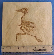 Laden Sie das Bild in den Galerie-Viewer, Eocene Bird Green River Museum Quality Cast (Replica) of Fossil Bird (Eocene Age) bird cast replica