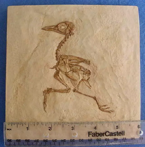 Eocene Bird Green River Museum Quality Cast (Replica) of Fossil Bird (Eocene Age) bird cast replica