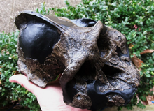 Charger l&#39;image dans la galerie, Australopithecus aethiopicus skull cast reconstruction 2022 Price