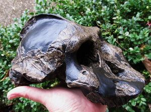 Australopithecus aethiopicus skull cast reconstruction 2022 Price
