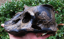 Cargar imagen en el visor de la galería, Australopithecus aethiopicus skull cast reconstruction 2022 Price