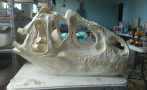 Allosaurus skull (unpainted / untrimmed)