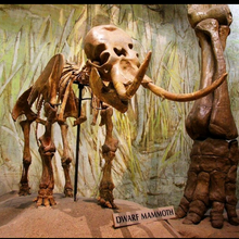 Cargar imagen en el visor de la galería, Dwarf Mammoth Skeleton cast replica Pleistocene. Ice Age