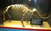 画像をギャラリービューアに読み込む, Dwarf Mammoth Skeleton cast replica Pleistocene. Ice Age