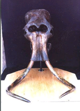 Cargar imagen en el visor de la galería, Mammoth Skull cast replica #1 Pleistocene. Ice Age