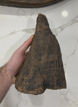 Charger l&#39;image dans la galerie, Woolly Rhino horns cast replicas