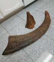 Load image into Gallery viewer, Woolly Rhino horns cast replicas