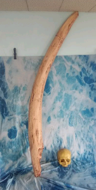 Mastodon tusk cast replica Pleistocene. Ice Age
