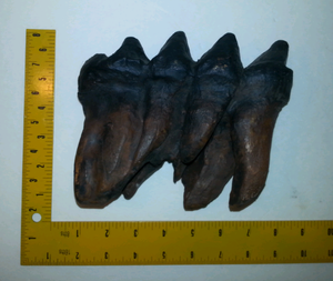 Mastodon tooth cast replica #3 Pleistocene. Ice Age