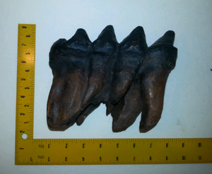 Mastodon tooth cast replica #3 Pleistocene. Ice Age
