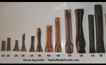 Laden Sie das Bild in den Galerie-Viewer, Horse legs and hooves cast replicas (Teaching quality) Unpainted
