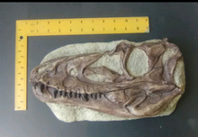 Charger l&#39;image dans la galerie, Juvenile Tyrannosaurus Rex T.rex Skull cast replica T-rex