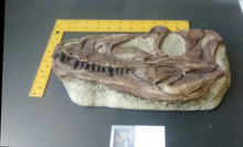 Laden Sie das Bild in den Galerie-Viewer, Juvenile Tyrannosaurus Rex T.rex Skull cast replica T-rex