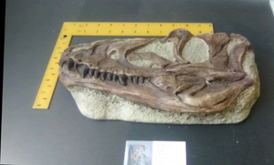 Juvenile Tyrannosaurus Rex T.rex Skull cast replica T-rex
