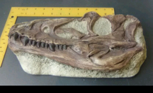 Laden Sie das Bild in den Galerie-Viewer, Juvenile Tyrannosaurus Rex T.rex Skull cast replica T-rex