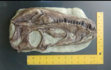 画像をギャラリービューアに読み込む, Juvenile Tyrannosaurus Rex T.rex Skull cast replica T-rex