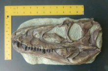 Cargar imagen en el visor de la galería, Juvenile Tyrannosaurus Rex T.rex Skull cast replica T-rex