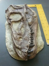 Cargar imagen en el visor de la galería, Juvenile Tyrannosaurus Rex T.rex Skull cast replica T-rex