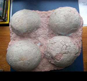 Dinosaur 4 egg nest Hadrosaur Saurolophus (12" Diameter Eggs) Replica Dinosaur Reproductions