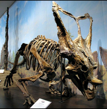 Load image into Gallery viewer, Chasmosaurus Skeleton cast replica dinosaur skull