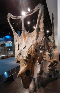 Chasmosaurus Skeleton cast replica dinosaur skull