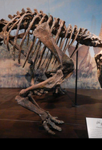 Load image into Gallery viewer, Chasmosaurus Skeleton cast replica dinosaur skull