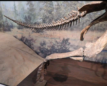 Charger l&#39;image dans la galerie, Chasmosaurus Skeleton cast replica dinosaur skull
