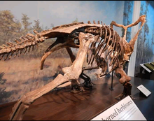 Laden Sie das Bild in den Galerie-Viewer, Chasmosaurus Skeleton cast replica dinosaur skull
