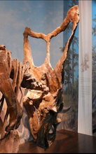 Charger l&#39;image dans la galerie, Chasmosaurus Skeleton cast replica dinosaur skull