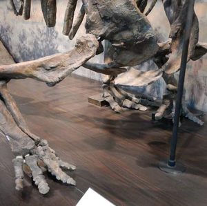Chasmosaurus Skeleton cast replica dinosaur skull