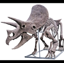 Laden Sie das Bild in den Galerie-Viewer, Dinosaur rental package #2 Triceratops