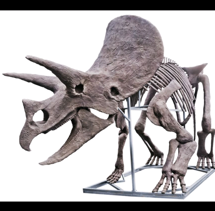 Dinosaur rental package #2 Triceratops