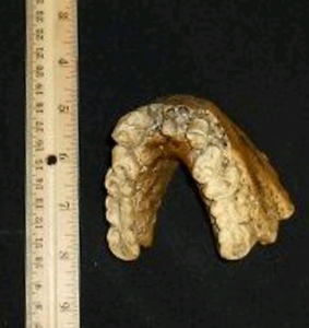 Gigantopithecus Jaw cast replica #1