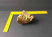 Load image into Gallery viewer, Gigantopithecus Jaw cast replica #1