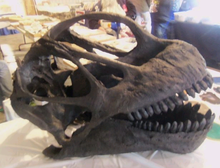 Laden Sie das Bild in den Galerie-Viewer, Camarasaurus skull cast replica #2