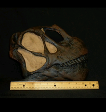Laden Sie das Bild in den Galerie-Viewer, Camarasaurus skull cast replica #3