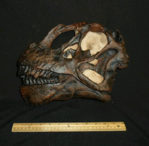 Camarasaurus skull cast replica #3