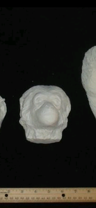 Gibbon death cast replica Life cast death mask