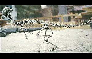 Unmounted Pachycephalosaurus Stegoceras validum skeleton cast replica