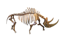 Charger l&#39;image dans la galerie, Woolly Rhino skeleton cast replica 2