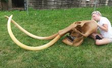 Laden Sie das Bild in den Galerie-Viewer, Mammoth Tusk cast replica. Ice Age