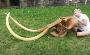 Mammoth Tusk cast replica. Ice Age