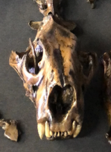 Load image into Gallery viewer, American Lion
Skull fossil cast replica