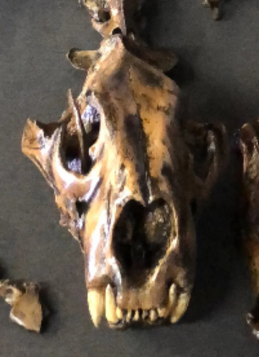 American Lion
Skull fossil cast replica