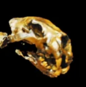 American Lion
Skull fossil cast replica