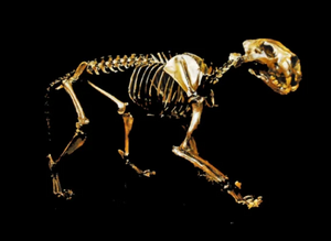 American Lion

Articulated Skeleton fossil cast replica