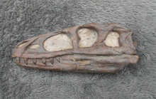 Load image into Gallery viewer, Dilong skull cast replica dinosaur Tyrannosaurid