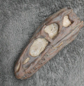 Dilong skull cast replica dinosaur Tyrannosaurid