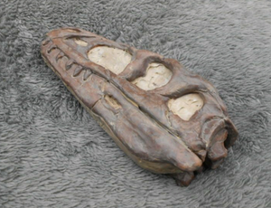 Dilong skull cast replica dinosaur Tyrannosaurid